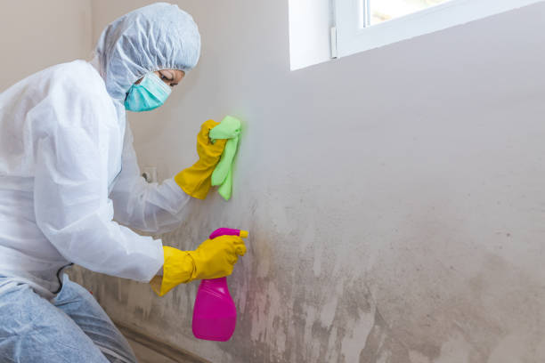 Best Asbestos and Lead Testing During Mold Inspection in Helena Valley Northeast, MT